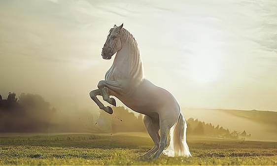 马云属相是什么生肖