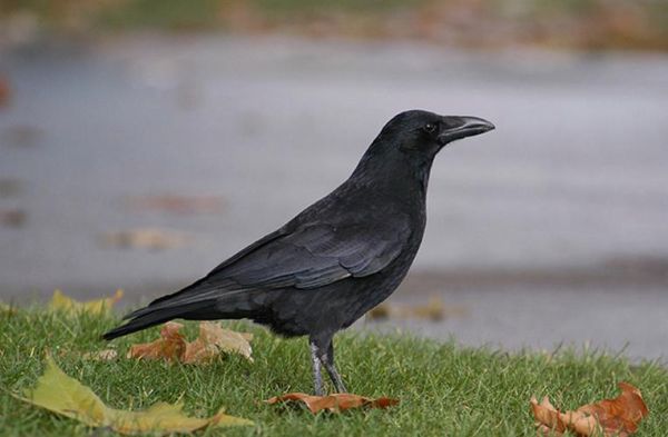 乌鸦生肖属相是（乌鸦属什么生肖？🔮）