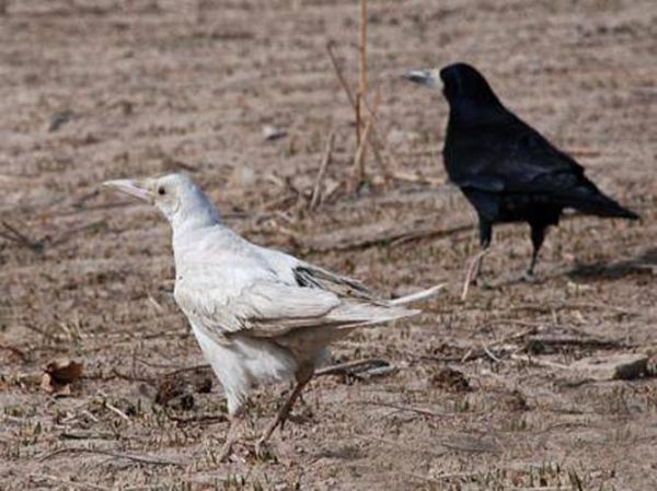 乌鸦生肖属相是（乌鸦属什么生肖？🔮）