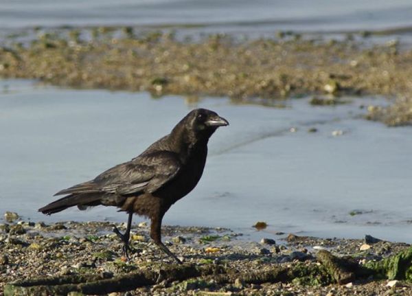 乌鸦生肖属相是（乌鸦属什么生肖？🔮）