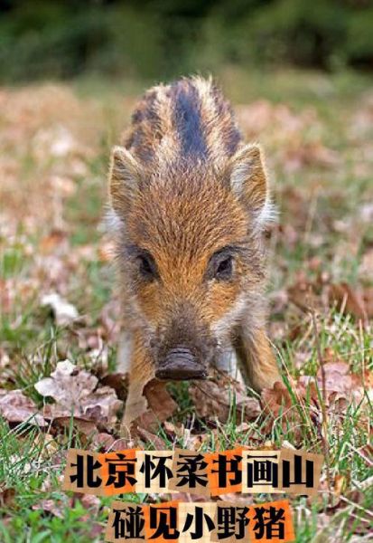 1909属相什么生肖（1909年属什么生肖？小白秒懂版🐗）