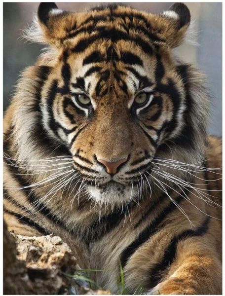 老虎生肖类型有哪些属相（老虎生肖有哪些属相）