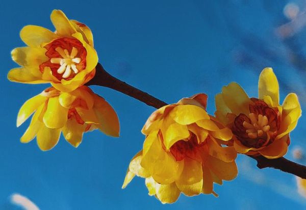 腊梅最佳生肖属相（腊梅属于什么生肖最旺）