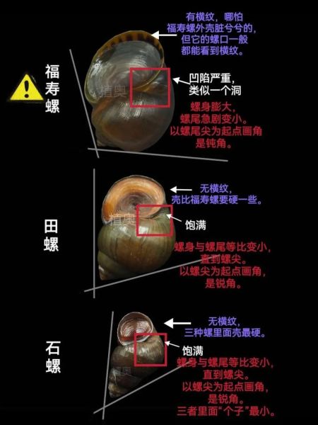 螺蛳是什么属相的生肖（螺蛳属什么生肖？最通俗解释给你）
