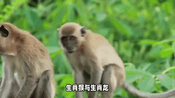 生肖龙属相相合的生肖（生肖龙和什么属相最配？）