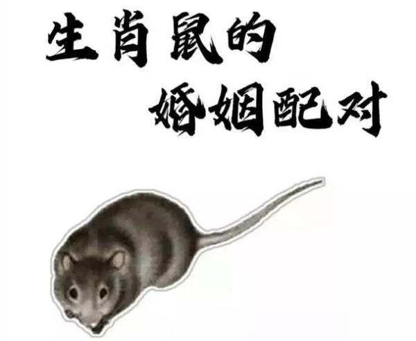 生肖鼠配对属相最佳（生肖鼠和什么属相最配）