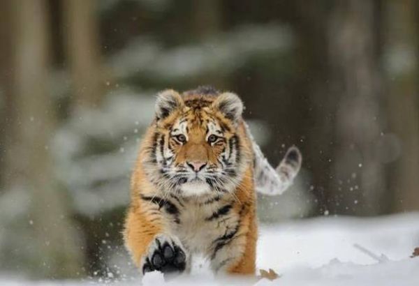 董彪生肖属相是啥生肖呢（董彪生肖属相是虎吗？）