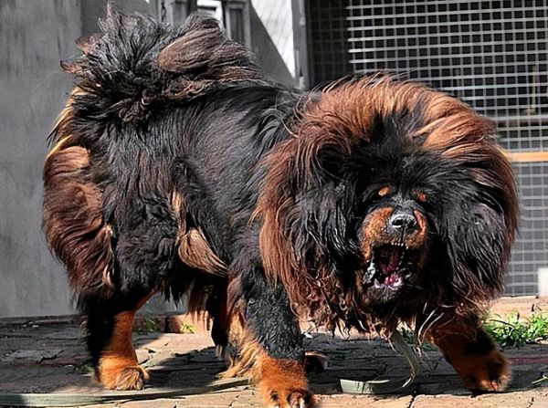 藏獒什么生肖属相（藏獒属什么生肖？新手一查就懂）