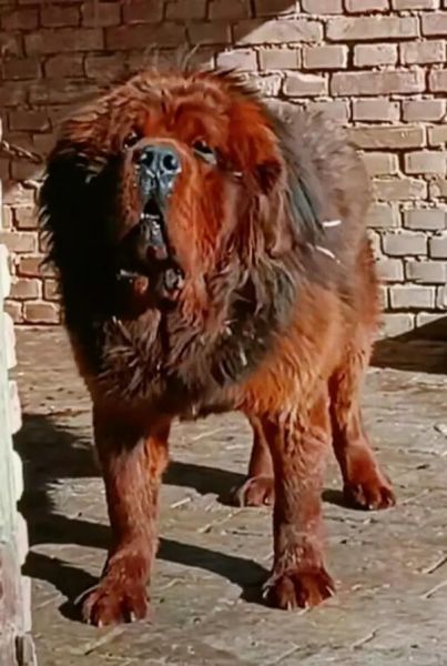 藏獒什么生肖属相（藏獒属什么生肖？新手一查就懂）