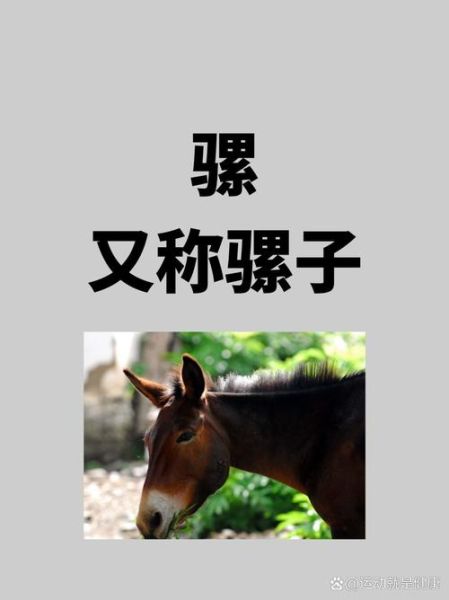 骡子生肖是什么属相的人（骡子生肖是什么属相的人？）