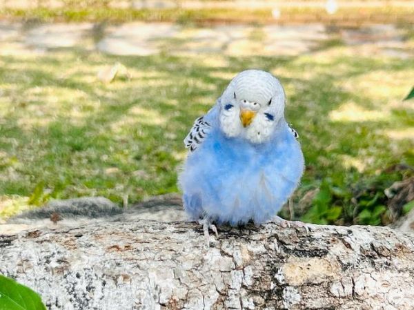 比卡丘属什么生肖属相（比卡丘属什么生肖🤔）