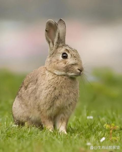 属相兔最好是什么生肖（属兔最好的生肖配对有哪些？）