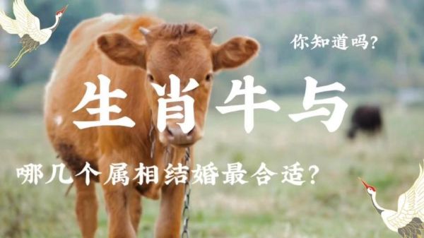 生肖牛跟什么属相（生肖牛婚配最合什么属相？）