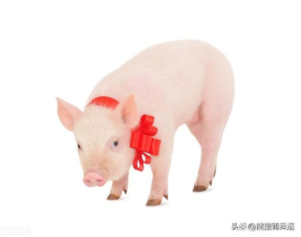 猪的属相生肖（猪的属相是哪一年？小白一看就懂✨）