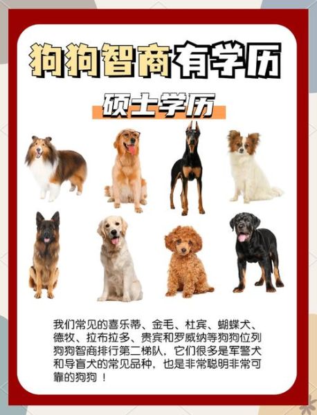 生肖狗聪明的属相（生肖狗聪明吗？性格智商深度解析）