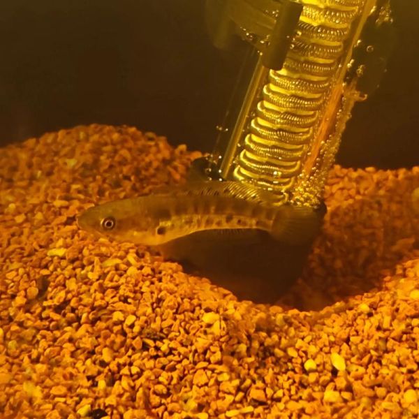 生肖蛇养鱼大忌什么属相（生肖蛇养鱼最忌哪几个属相？）