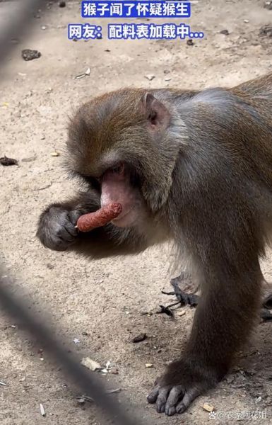 生肖猴的搞笑属相（生肖猴搞笑日常：逗逼猴子如何笑翻全家）