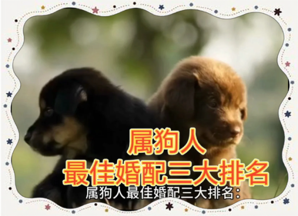 生肖狗可配什么属相好（生肖狗最佳婚配属相是什么）