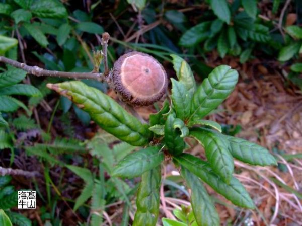 叶柯属相是什么生肖（叶柯属什么生肖？一查就清楚）