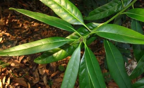 叶柯属相是什么生肖（叶柯属什么生肖？一查就清楚）