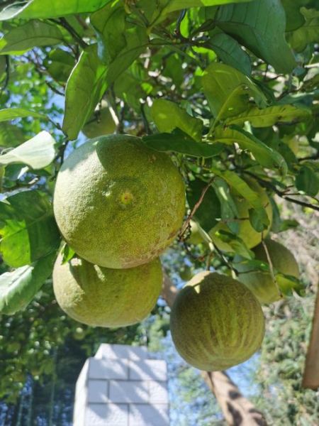 柚子树代表哪个生肖属相（柚子树代表生肖龙还是猴？真相揭晓！）