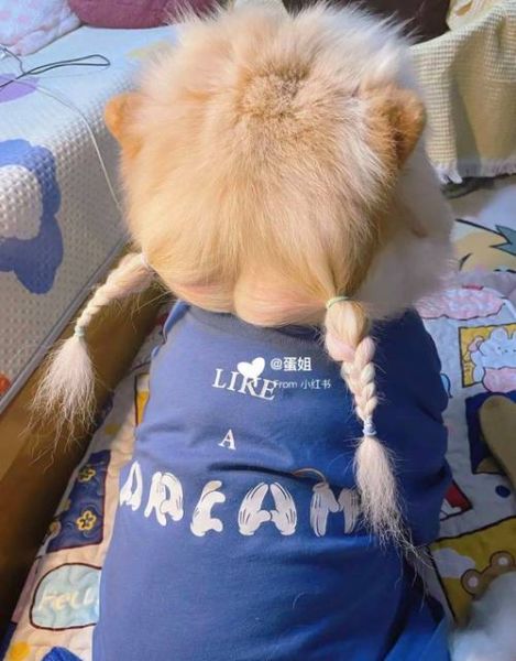 生肖属相扎头发狗（🐶生肖属相狗扎头发教程）