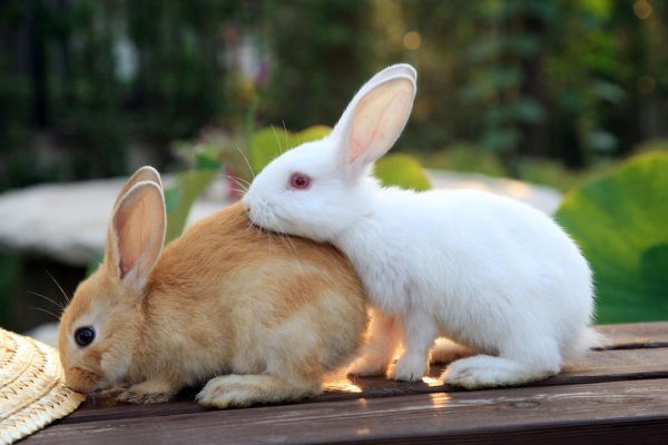 生肖兔和生肖猴属相相合吗（生肖兔和属猴的合不合婚）