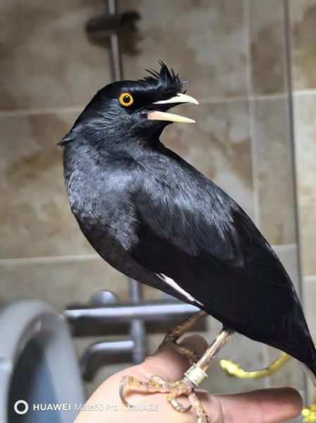 胆大八哥打一生肖属相（胆大八哥是什么生肖？）