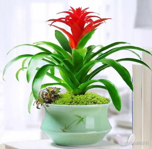 生肖属相养什么植物（鼠属相家里适合养的风水植物）