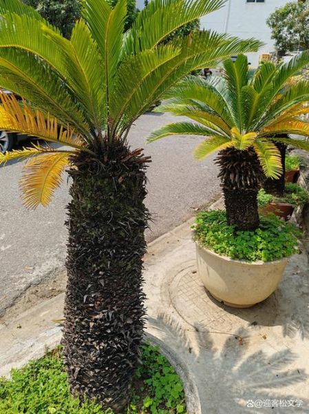 铁树属相是什么生肖（铁树是什么生肖属相的植物）