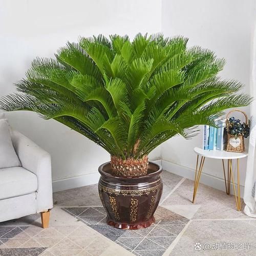 铁树属相是什么生肖（铁树是什么生肖属相的植物）