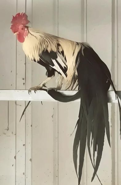 长尾的是什么生肖属相