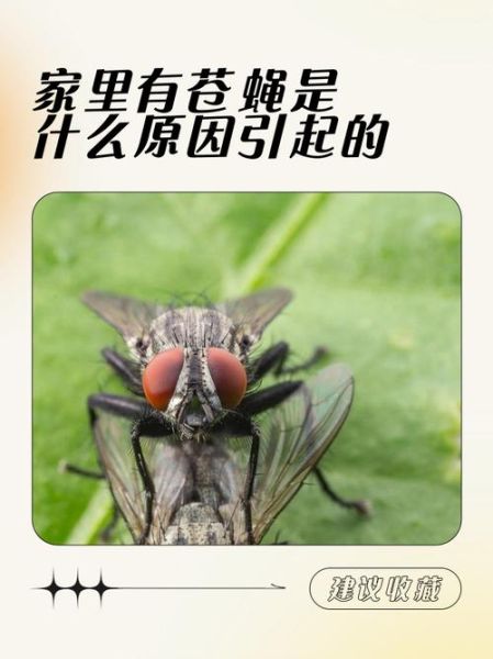 苍蝇代表什么生肖属相(苍蝇是什么生肖)
