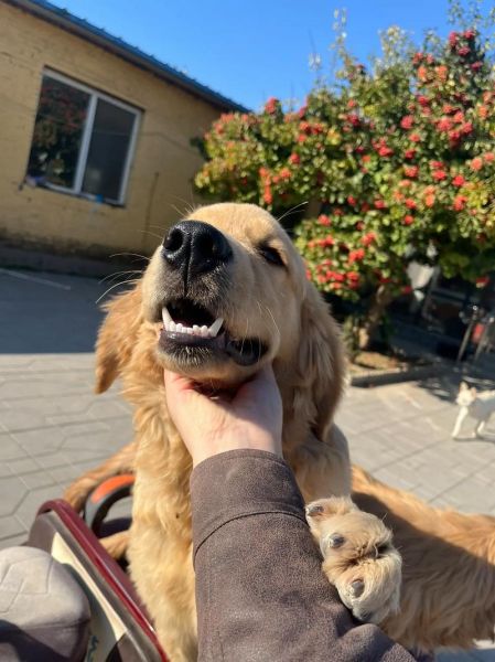 金毛猪什么生肖属相（金毛猪属什么生肖？新手最全速查表）