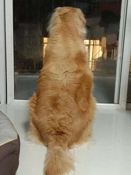 金毛猪什么生肖属相（金毛猪属什么生肖？新手最全速查表）