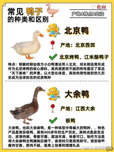 鸭子属相是什么生肖（鸭子属相是什么生肖？）