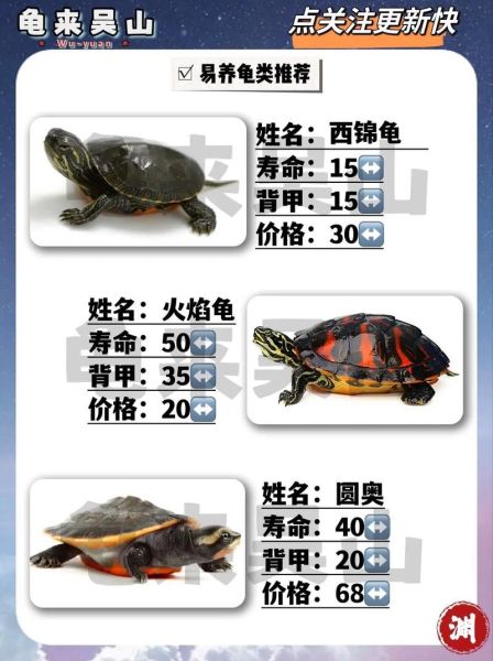 龟属什么生肖属相（龟属什么生肖？新手必看生肖归属答案）