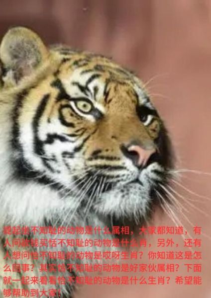 颛顼属相是什么生肖