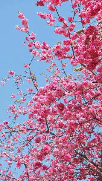 生肖龙的属相花（生肖龙的属相花是什么花🌸）