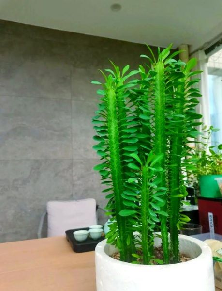 生肖龙的属相花（生肖龙的属相花是什么花🌸）