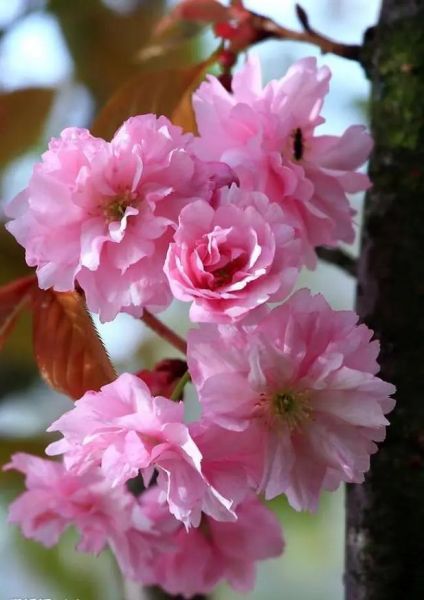 生肖龙的属相花（生肖龙的属相花是什么花🌸）