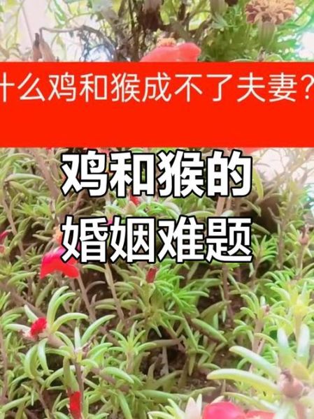 生肖鸡属相婚姻配对猴（鸡女与猴男婚恋配对全攻略）