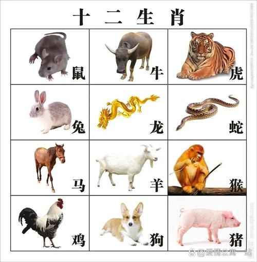 红绿属相是什么生肖（“红绿生肖”指哪些属相？新手一看就懂）