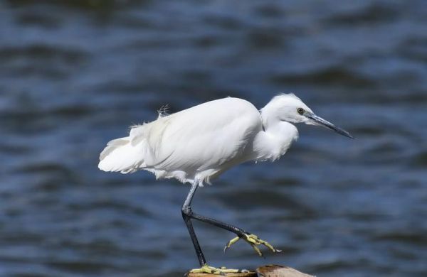 白鹭是什么属相的生肖（白鹭代表什么生肖属相？）