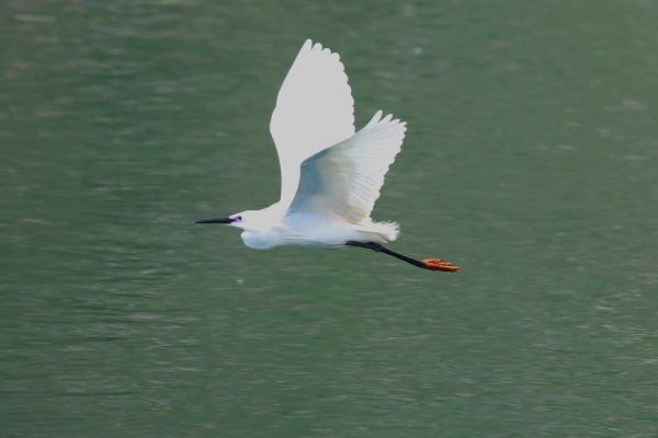 白鹭是什么属相的生肖(白鹭代表什么生肖属相?)