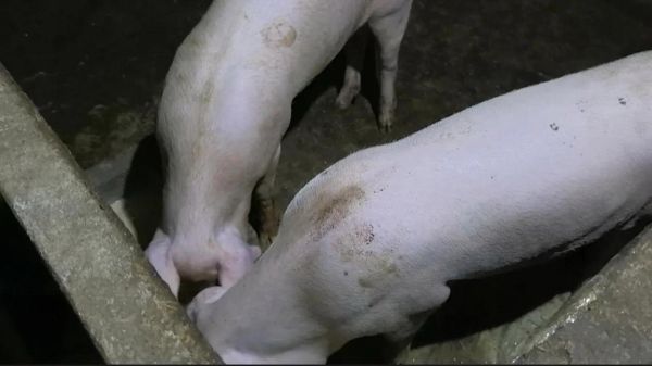 生肖猪最怕的属相（生肖猪最怕的属相是哪几个？😱）