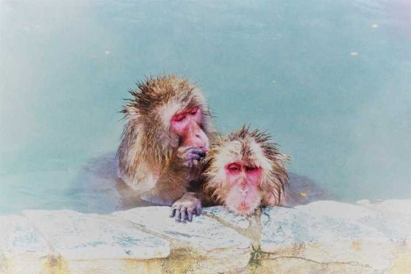 马生肖前一个是什么属相（马前面是什么生肖）