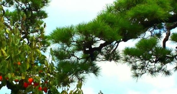 青松属相是什么生肖（青松属相是什么生肖？新手秒懂版解析）