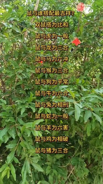 生肖男鼠配什么属相（生肖男鼠配什么属相幸福）