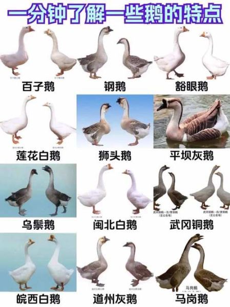 白鹅对应生肖属相（白鹅属于哪个生肖属相）